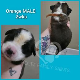 Orange MALE - White and brown male Saint Bernard puppy in Kaukauna, Wisconsin from Holtz Family Saints