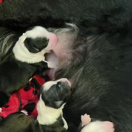Girl 3 - Black and white female Tibetan Terrier puppy in Jerseyville, Illinois from Dzine Tibetan Terriers