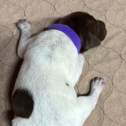 Wilsie - Liver and white female German Shorthaired Pointer puppy in Morgantown, Indiana from Kevin Funkhouser Kennel