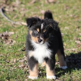 Catan - Black tri male Miniature American Shepherd puppy in Williamston, Michigan from Rust Belt Farms