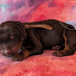 Brown collar - Amethyst x Sage - Black and rust male Doberman Pinscher puppy in Spencer, Indiana from Jackson's Dobermans