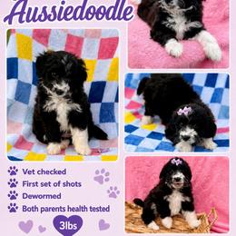 Purple collar toy - Black tri-color female Aussiedoodle puppy in 32046, Florida from River Hill Ranch