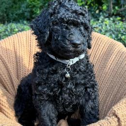 Bucky - Black male Poodle puppy in Tunnel Hill, Georgia from Good Friend Poodles