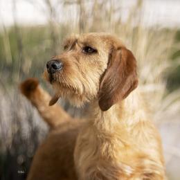 Gigi - Basset Fauve de Bretagne