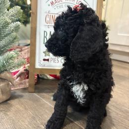 Waverly - Black female Goldendoodle puppy in Camden, North Carolina from Oopsie Doodles of NC