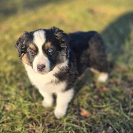 Blair - Black tri female Miniature Australian Shepherd puppy in Orrtanna, Pennsylvania from Mountain Top Shepherd's
