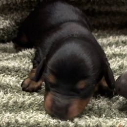 Turkey - Black and tan male Dachshund puppy in Dobson, North Carolina from Oakleys Dachshund Haven