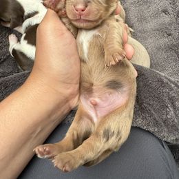 Caramel - Dapple male Dachshund puppy in Menifee, California from TeenieWeenieDoxies