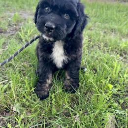 Boy 4 - Black phantom male Aussiedoodle puppy in Hillsboro, Illinois from Perfect Paws Puppies