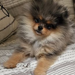 Pomeranians from FurEver Pomeranians