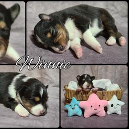Shetland Sheepdog Puppies from Henotic Homestead's Shetland Sheepdogs