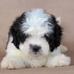 Coco - Black and white male Shichon puppy in Limestone, Tennessee from Pilot Hill Teddy Bear Puppies