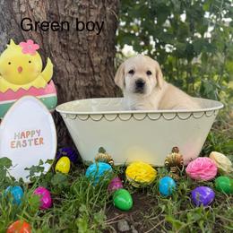 Green boy - Yellow male Labrador Retriever puppy in Corning, California from Raven's Labradors