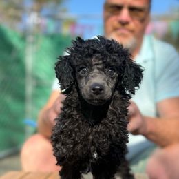 Nova - Blue female Poodle puppy in Monetta, South Carolina from Moonrise Poodles