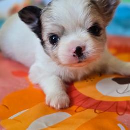 Rico - Merle male Chihuahua puppy in Xenia, Ohio from Moose Creek Chihuahua's