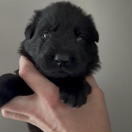 Yellow Female - Black female German Shepherd puppy in Saratoga Springs, Utah from Vom Stille Teufelshunde Kennels