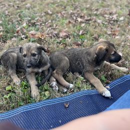 Boy 3 - Irish Wolfhound puppy in Tennessee from Hounds of Ravenhill