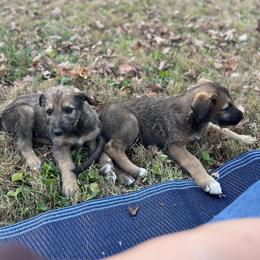 Boy 3 - Irish Wolfhound puppy in Tennessee from Hounds of Ravenhill