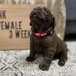 Labrador Retriever Puppies from The Homestead at Little Creek
