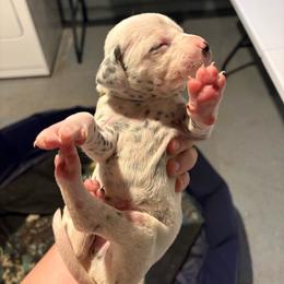 Cedarwood - White and black male Dalmatian puppy in Des Moines, Iowa from Spot Splattered Dalmatians