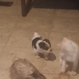 James - Parti male Yorkshire Terrier puppy in Jacksonville, Arkansas from Royal Yorkie Terrier