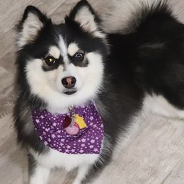 Fee-yah - Pomsky