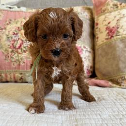 Dianna - Red female Cavapoo puppy in Beckley, West Virginia from By Design Doodles