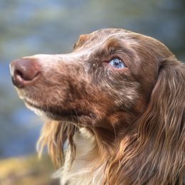 Leo - Dachshund
