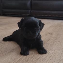 Onyx - Black female Shih Tzu puppy in Kill Devil Hills, North Carolina from AKC Shih Tzu Champion Line Puppies