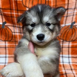 AKC Mystic - Agouti and white female Siberian Husky puppy in Centreville, Maryland from Huskies By the Bay
