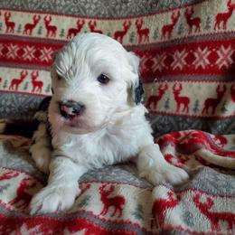 Bud - Black and white male Sheepadoodle puppy in Bellevue, Iowa from Fluffy Wonders Poms and Doodles