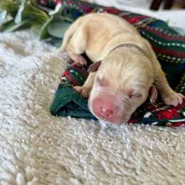 Labrador Retriever Puppies from Salt Run Retrievers