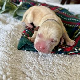 Labrador Retriever Puppies from Salt Run Retrievers