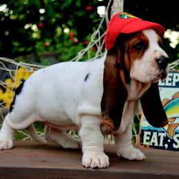 Meg - Black white and brown female Basset Hound puppy in Pollock, Missouri from Northstar