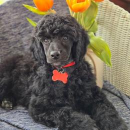 Prince Charles - Black male Poodle puppy in Bauxite, Arkansas from Mountain Ridge Poodles