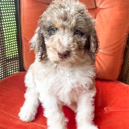 Maui Merle Tuxedo Newfypoo Puppy - White and gray male Newfoundland puppy in Alto, Georgia from KelleyDoodles