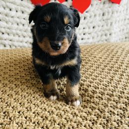 Theo - Black tri-color male Australian Shepherd puppy in Zwingle, Iowa from Homestead Aussies & Doodles