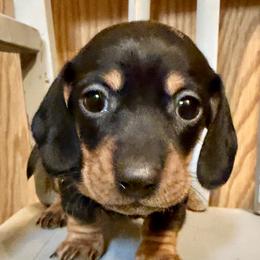 Almond - Black and tan male Dachshund puppy in Madison, Indiana from McCollough's Pawsome Spaniels and Danny's Delightful Dachshunds