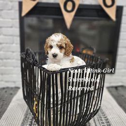 Pink - Cream female Labradoodle puppy in Payson, Utah from Utah County Labradoodles