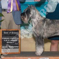 Standard Schnauzers from Monarca Standard Schnauzers