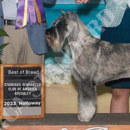 Standard Schnauzers from Monarca Standard Schnauzers