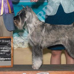 Standard Schnauzers from Monarca Standard Schnauzers