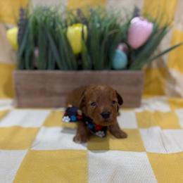 Peter - Red  male Goldendoodle puppy in Camden, North Carolina from Oopsie Doodles of NC