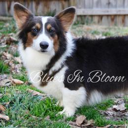 Ruby - Pembroke Welsh Corgi