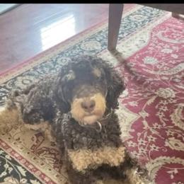 2 Sum - Poodle