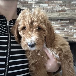 Juniper - Red  female Goldendoodle puppy in Bogue Chitto, Mississippi from Valentine Kennels