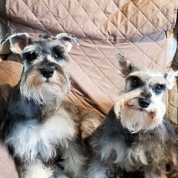 Miniature Schnauzers from Tandy Phillips's Miniature Schnauzers