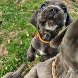 Elijah - Gray male Cane Corso puppy in Roachdale, Indiana from Cast Iron Kennels