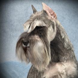 Rita - Miniature Schnauzer