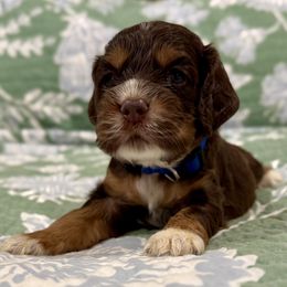 Halo Spartans - Lieutenant Fred - Blue - Brown white and tan male Cocker Spaniel puppy in Inman, South Carolina from Dees Cockers, LLC